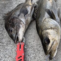 久々のチヌ釣れました