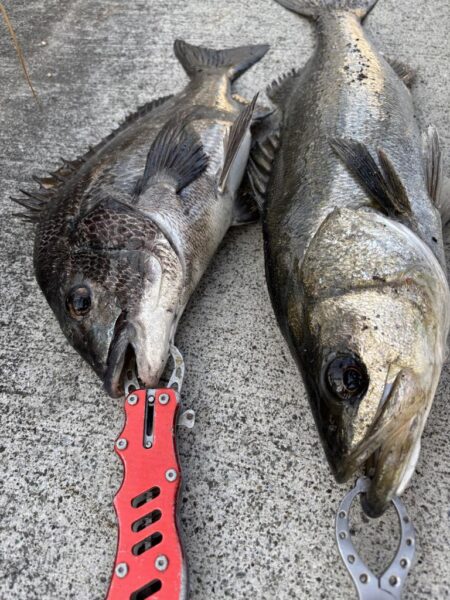 久々のチヌ釣れました