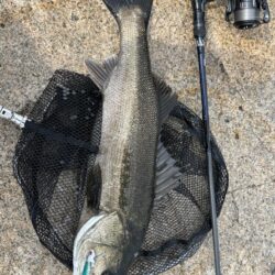 シーバスは釣れる魚でした