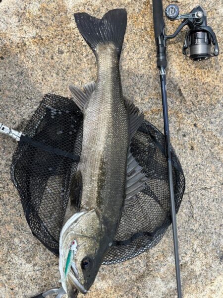 シーバスは釣れる魚でした