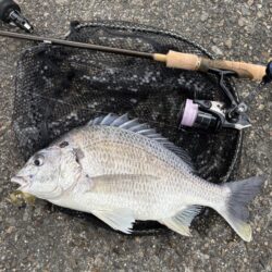 3月13日15時チニング