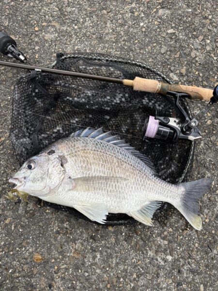 3月13日15時チニング