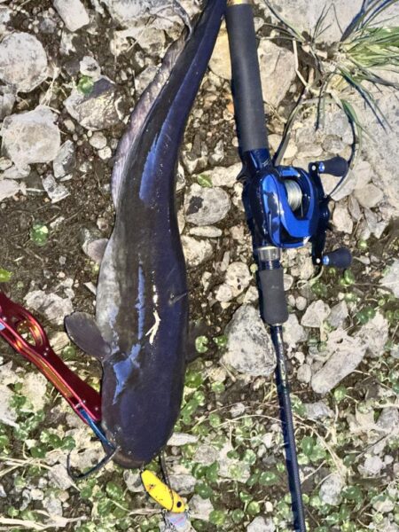 ナマズ開幕確定！！