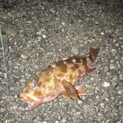 夜中のランガン　ガシラ釣り