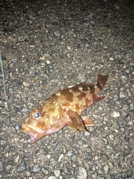 夜中のランガン　ガシラ釣り