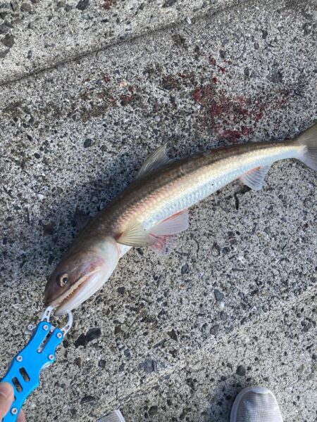 ダイソーメタルジグで良型エソGET