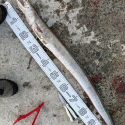 想定外の大物ゲット