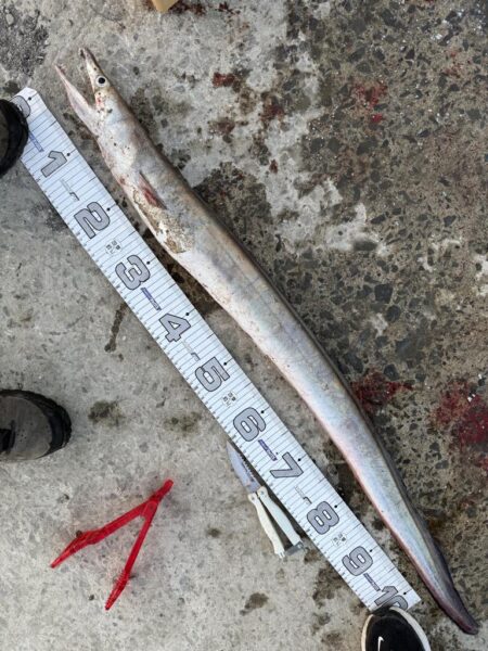 想定外の大物ゲット