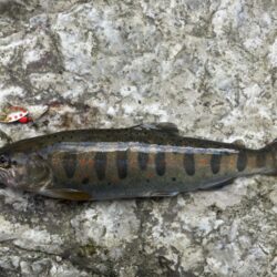 人生2度目の渓流で20アップ！