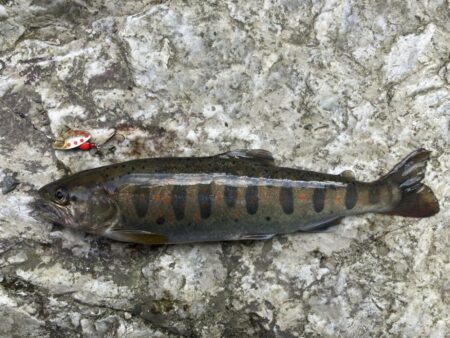 人生2度目の渓流で20アップ！