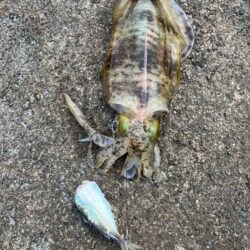 エギングのはずがヤエン