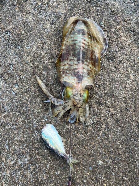 エギングのはずがヤエン