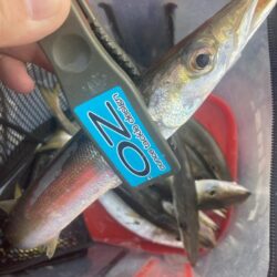 朝マズメのカマス調査