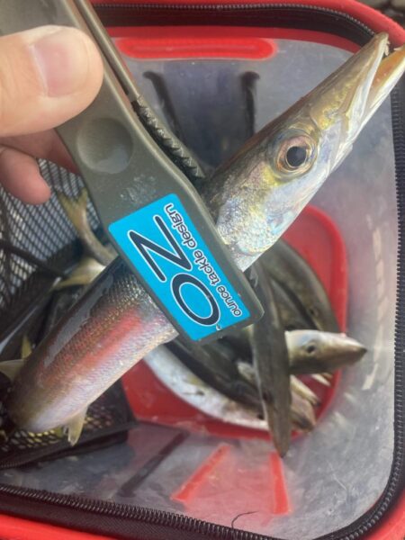 朝マズメのカマス調査