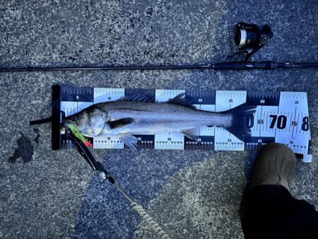 バースデイフィッシュ① ハイドシャロー12…