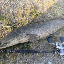 ライギョとナマズ