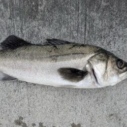 セイゴ、ガシラ釣れました