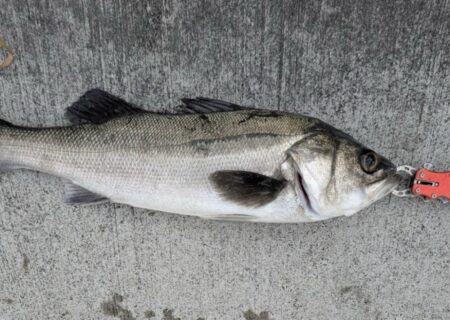 セイゴ、ガシラ釣れました