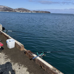 北海道の春　ホッケきょ