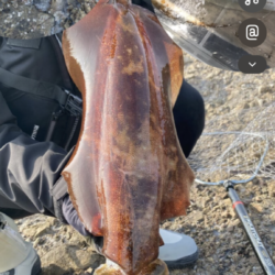 春イカはじめました^ – ^