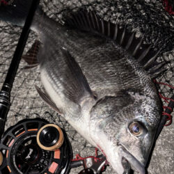 ヘチってきました