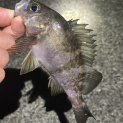 渋い日が続きます