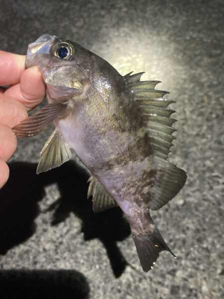 渋い日が続きます