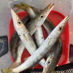 朝マズメのカマス調査