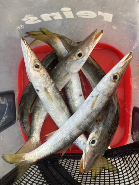 朝マズメのカマス調査