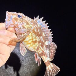 ブルーバックを求めて