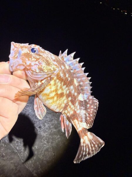 ブルーバックを求めて