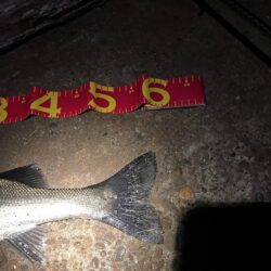 ガテン系お試し釣行成功！！