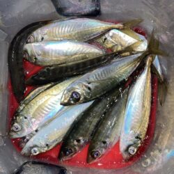 シーバスロッドでフロートアジング