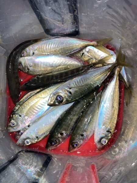 シーバスロッドでフロートアジング