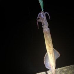 【常神半島】ヤリイカ第二弾