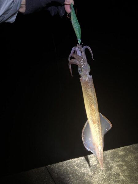 【常神半島】ヤリイカ第二弾