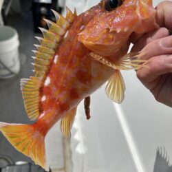 3月の青物ジギングは苦手です。