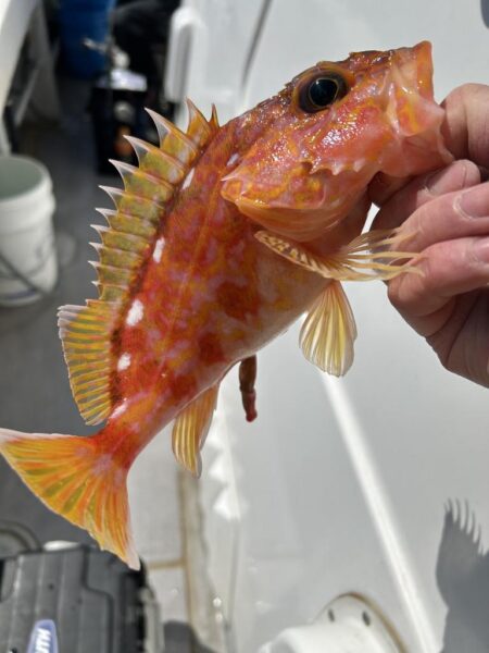 3月の青物ジギングは苦手です。