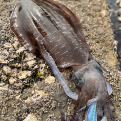 春烏賊ー🦑🌸