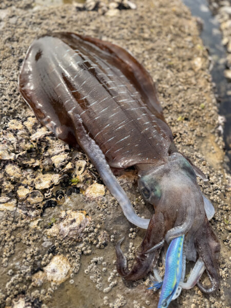 春烏賊ー🦑🌸