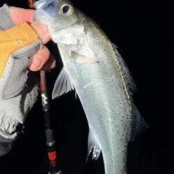 セイゴとメバル