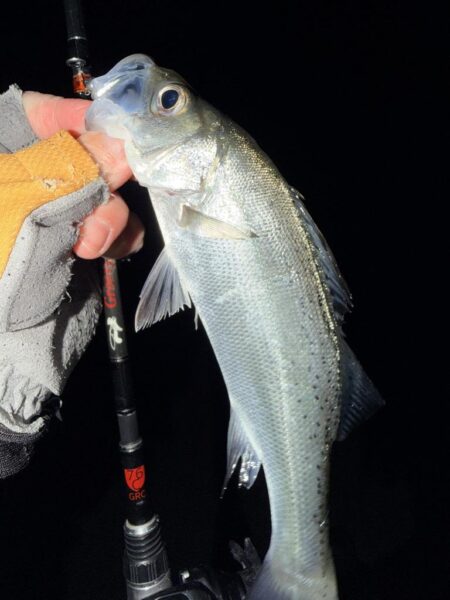 セイゴとメバル