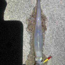 ヤリイカ、ケンサキイカ