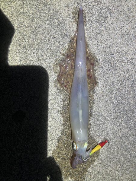 ヤリイカ、ケンサキイカ