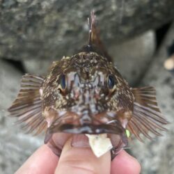 2026.No.6 ライトゲーム