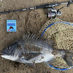 今年の初チヌ！た