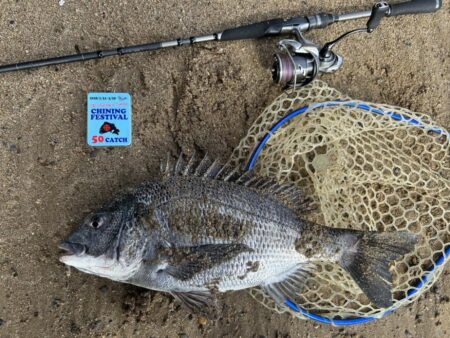 今年の初チヌ！た