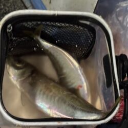 鳥取港近海デカアジサビキ釣り｜今回も激渋！