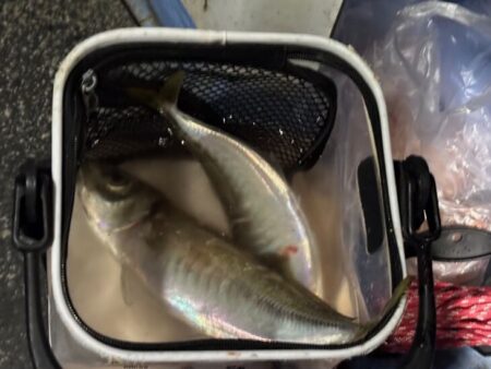 鳥取港近海デカアジサビキ釣り｜今回も激渋！