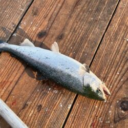 水宝でサーモン釣り｜厳しい！